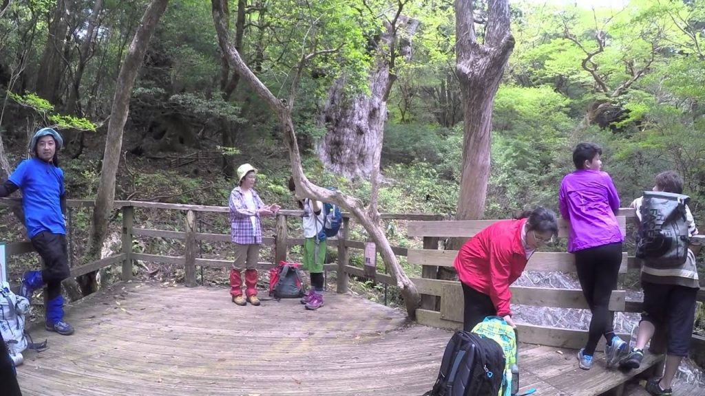 yakushima ancient Jomon cedar trekking
