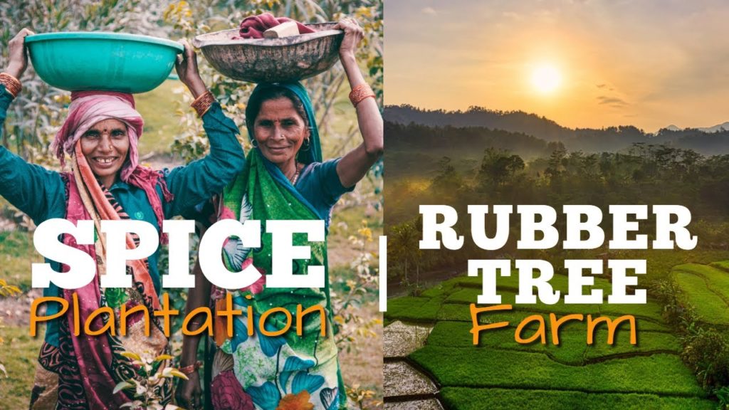 Visit one of India's SPICE PLANTATIONS & RUBBER TREE FARMS in Goa (4K) 100 Language Subtitles Visit one of India's SPICE PLANTATIONS & RUBBER TREE FARMS in Goa (4K) 100 Language Subtitles