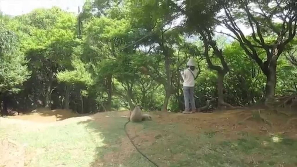 PSH 2014 Japan Trip Vlog Day 11: MONKEYS & DEER