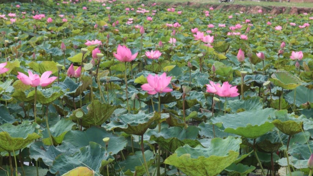 Walking tour at Lotus pond | Relaxing video | Mr Korng Travel