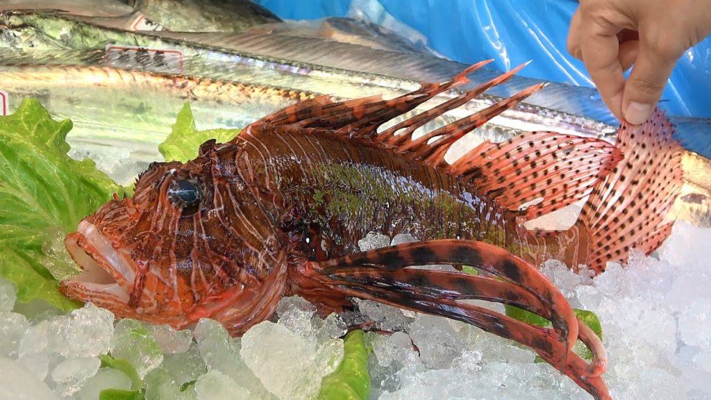 World's Most Venomous Fish in the World - Lionfish Sashimi