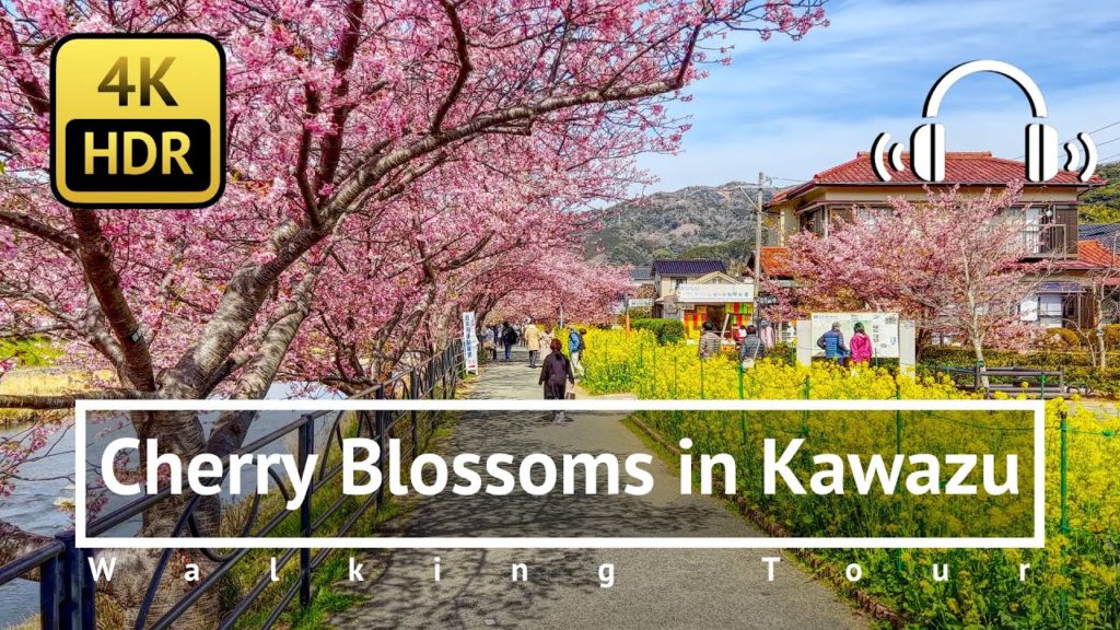 [4K/HDR/Binaural] Cherry Blossoms in Kawazu Walking Tour - Shizuoka Japan