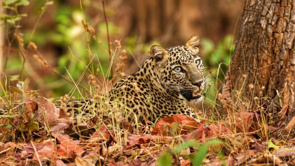 Nagzira Jungle Safari February 2020 | Leopard | Wildlife | Nature | Wild Animals