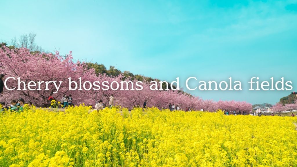 【4K】Kawazu cherry blossoms festival – 東大山河津桜祭り / α7S III / Comica Traxshot / RSC2 【4K】Kawazu cherry blossoms festival - 東大山河津桜祭り / α7S III / Comica Traxshot / RSC2