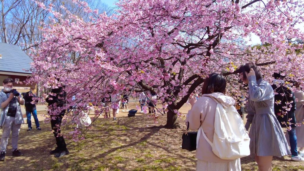 代々木公園の河津桜を見に散歩 Walk to see the Kawazu cherry blossoms in Yoyogi Park 代々木公園の河津桜を見に散歩 Walk to see the Kawazu cherry blossoms in Yoyogi Park
