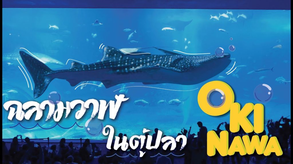 มีฉลามวาฬอยู่ในตู้ปลา !!! ที่เมือง 'NAHA'  [อาสา พาไปหลง OKINAWA] EP.2