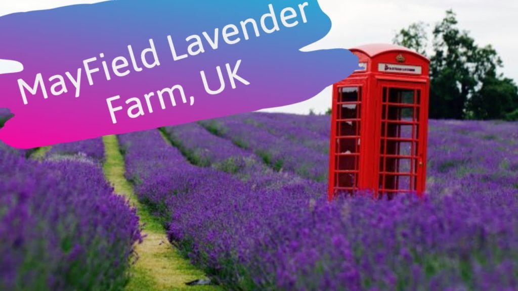 Mayfield Lavender Farm, UK || Day Trip from London ||
