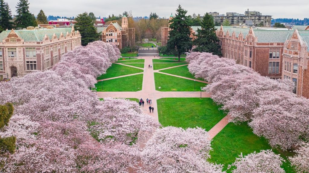 🌸 UW Cherry Blossoms - Relaxing Walking Tour in 4k 🌸