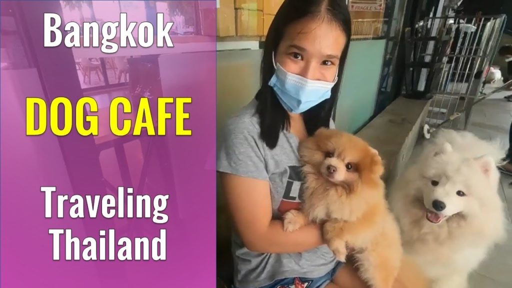 Traveling Thailand | Playing with Thai puppies at The Big Dog Café Bangkok Thailand | Thai Dog Cafe Traveling Thailand | Playing with Thai puppies at The Big Dog Café Bangkok Thailand | Thai Dog Cafe