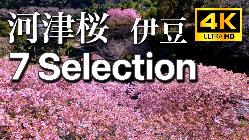 4K Japan kawazu Cherry Blossom in Izu 伊豆の河津桜 河津 南伊豆 沼津 井田 狩野川 河津桜まつり 4K Japan kawazu Cherry Blossom in Izu 伊豆の河津桜 河津 南伊豆 沼津 井田 狩野川 河津桜まつり