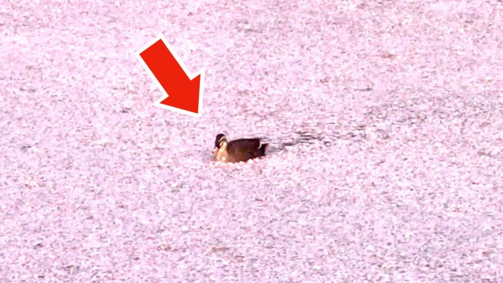 Cutest Duck and Cherry Blossom Petals on the River 🦆🌸 Japan Travel VLOG Sakura 桜 開花 満開 花見 弘前公園 花筏 Cutest Duck and Cherry Blossom Petals on the River 🦆🌸 Japan Travel VLOG Sakura 桜 開花 満開 花見 弘前公園 花筏