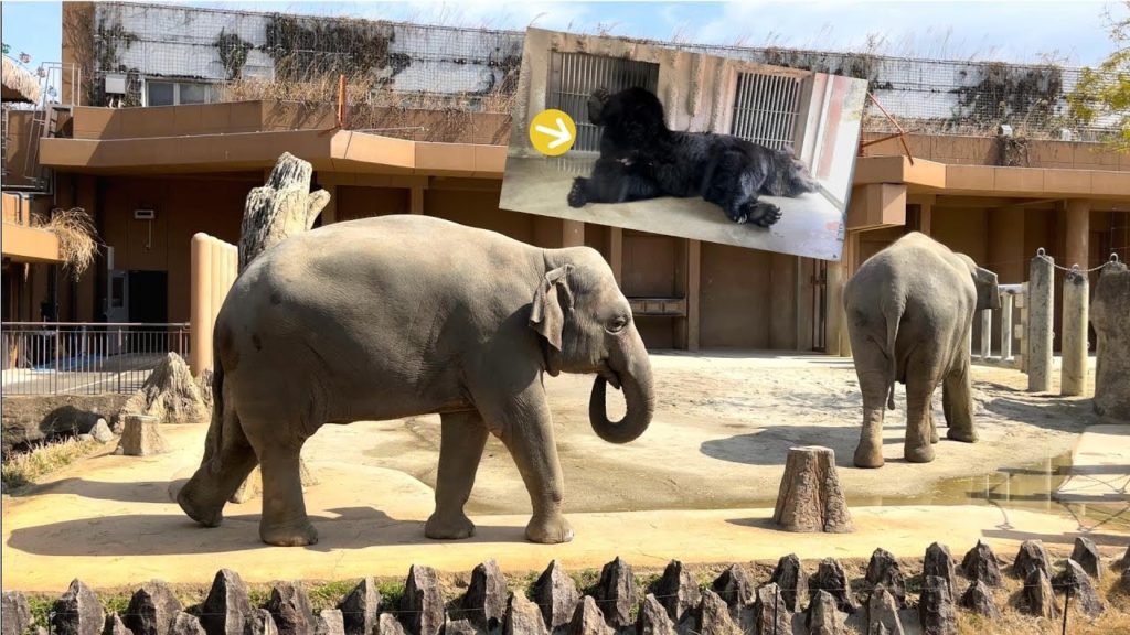 One of Asia’s Greatest Zoos - Japan Nagoya Higashiyama Zoo🦒🐘日本名古屋の東山動物園