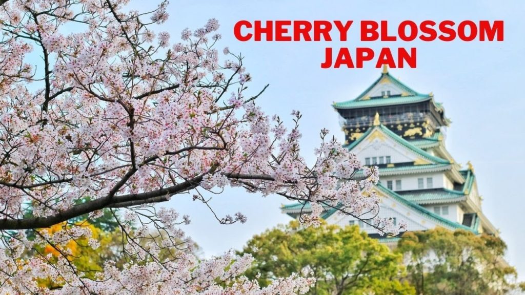 Cherry Blossom In Japan||The Most Beautiful Cherry Blossom in the World Cherry Blossom In Japan||The Most Beautiful Cherry Blossom in the World
