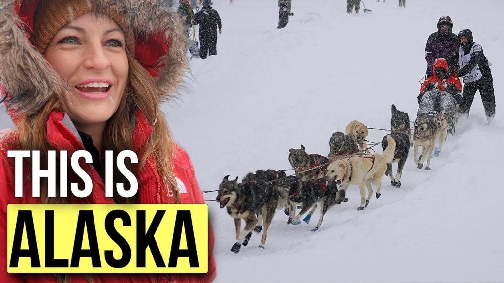 One of the BEST THINGS TO DO in ALASKA in the WINTER // Iditarod Race One of the BEST THINGS TO DO in ALASKA in the WINTER // Iditarod Race