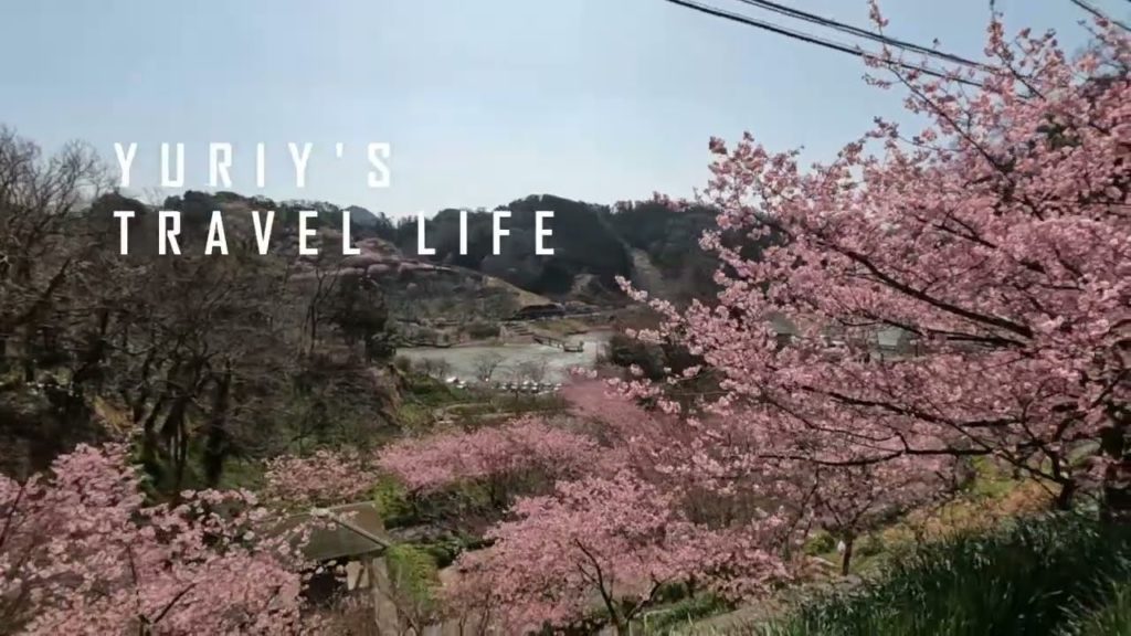 佐久間ダムの河津桜 / Early Sakura around Sakuma Dam (Chiba)