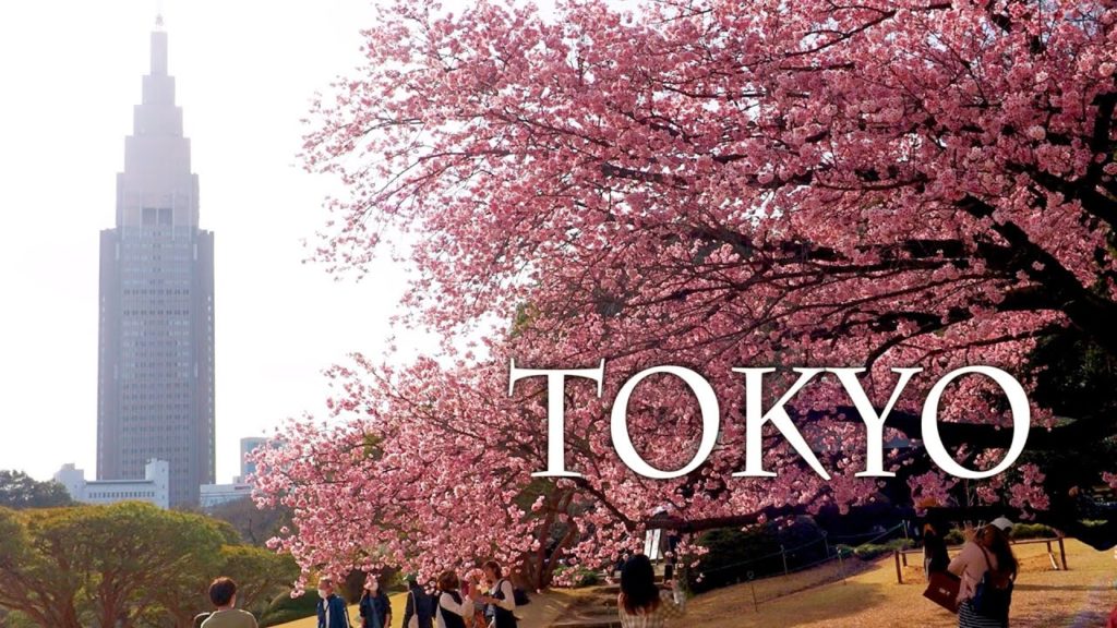 【Cherry blossoms】 Early-bloom cherry trees are in full bloom at TOKYO now. 東京で、早咲き桜が満開 #4K #寒桜