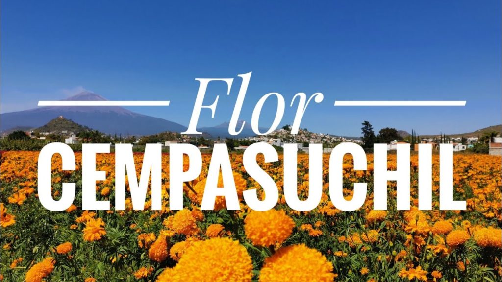Donde ver y visitar los campos de Flor de Cempasúchil, lugares para tomarse las mejores fotos