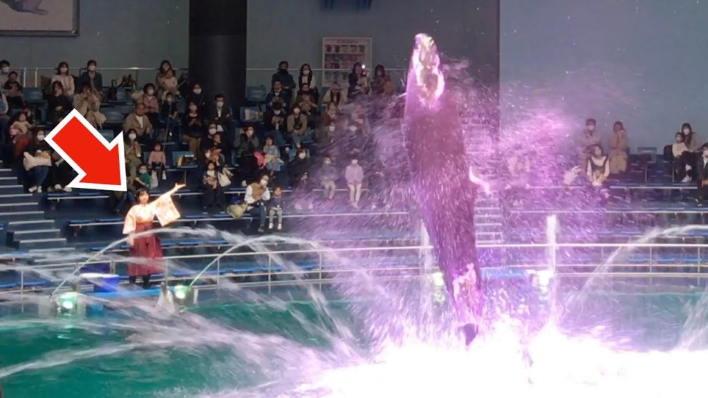 世界でここだけ桜のイルカショー🐬360℃ビューで観るアクアパーク品川でのひとり旅🐠