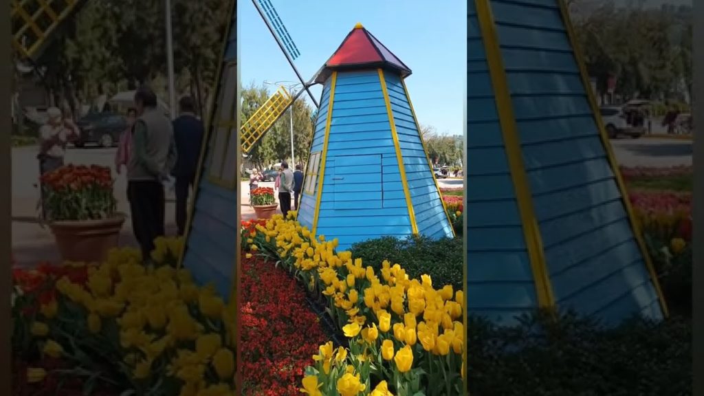 2022士林官邸鬱金香花海，市中心賞花驚艷全場，園區內佈置異於往常，Tulip flower sea, city center to enjoy the flower