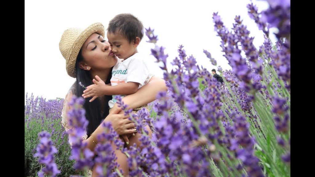 BEST LAVENDER FARM in CANADA | LAVENDER FESTIVAL in CANADA | LAVENDER FIELDS in CANADA