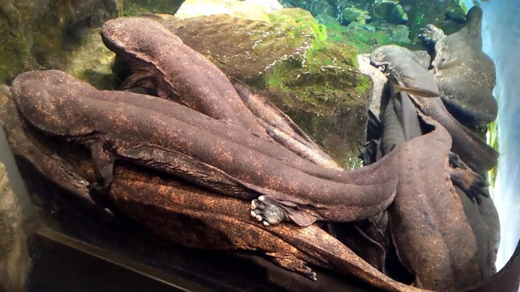 Kyoto Aquarium : One of the largest inland aquariums in Japan! Be healed by giant salamanders etc.