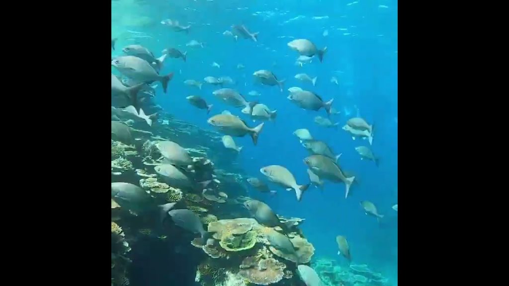 ishigaki island #underwater #sea #wildfish #foryou #tiktok #shorts