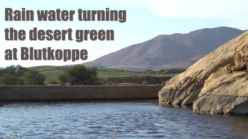 The wonder of rain transforming the desert into a green wonderland at Blutkoppe in 2022