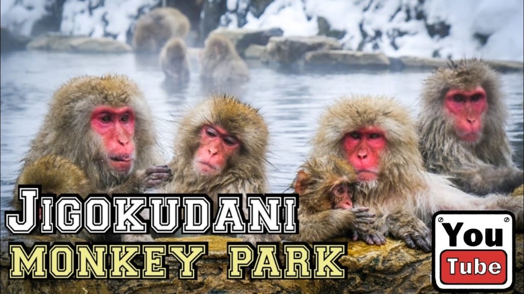 (NAGANO) Jigokudani Monkey Park l Matsumoto Castle l Japan l 長野 l 地獄谷野猿公苑 (NAGANO) Jigokudani Monkey Park l Matsumoto Castle l Japan l 長野 l 地獄谷野猿公苑