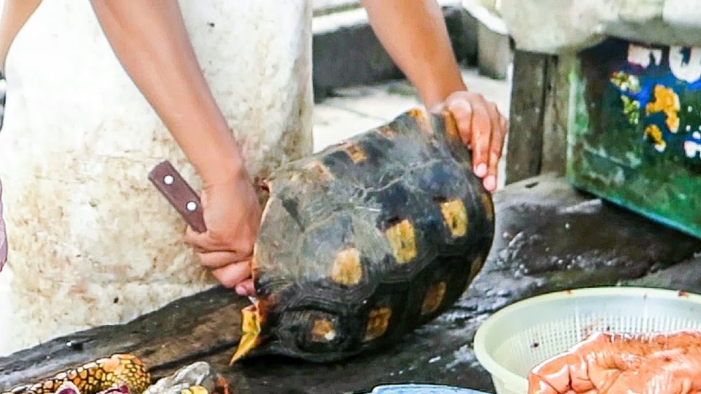 Turtles and Exotic Fish Cleaning and Cooking. Belen Street Food Market in Iquitos, Peru