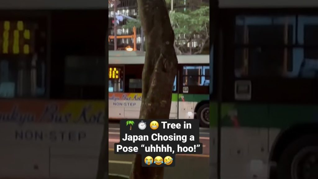 🌴⏱😬Trees in Japan Choosing a Pose! #japan #shorts #travel #ilovejapan #tree #nature #funny #matsuri 🌴⏱😬Trees in Japan Choosing a Pose! #japan #shorts #travel #ilovejapan #tree #nature #funny #matsuri
