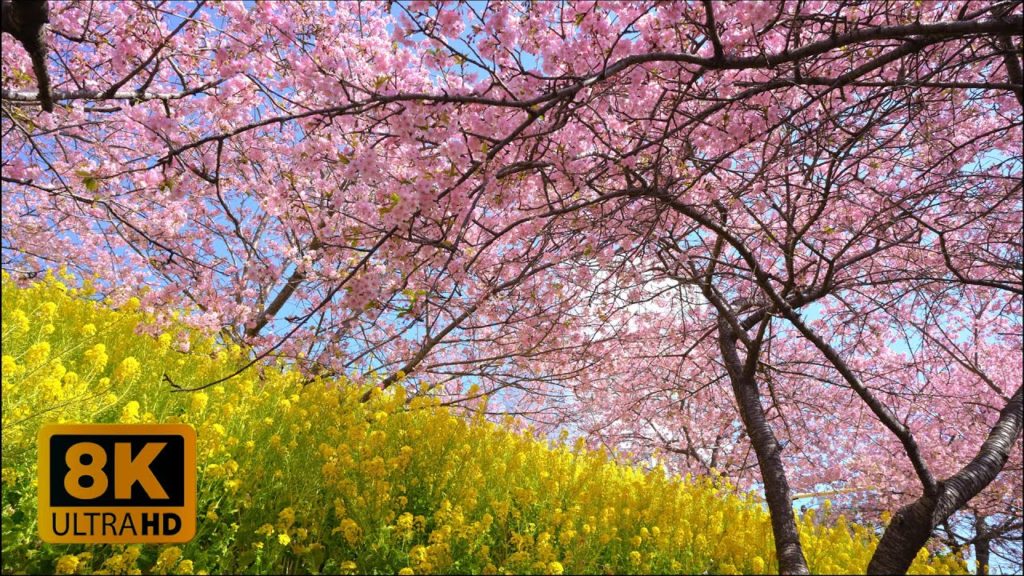4K 8K Kawazu Cherry Blossoms in Matsuda, Kanagawa 2022
