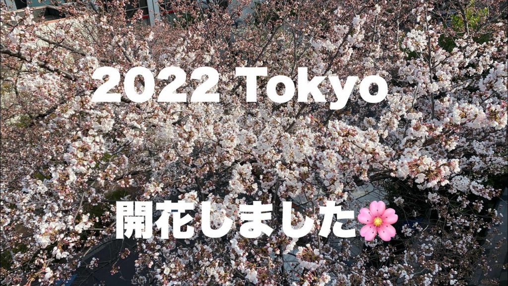 【2022 桜開花】 Cherry Blossom Japan Tokyo 東京・目黒川の桜が開花(咲きはじめ 2022.3.24) 【2022 桜開花】 Cherry Blossom Japan Tokyo 東京・目黒川の桜が開花(咲きはじめ 2022.3.24)