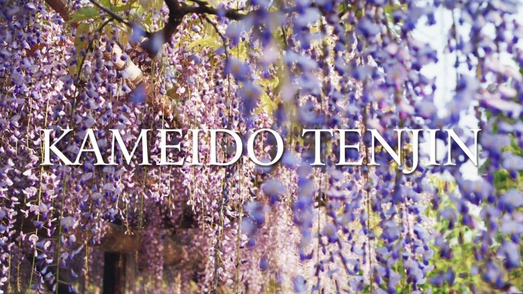 【Japan Walking Tour】WISTERIA OF KAMEIDO TENJIN SHRINE / 藤の亀戸天神社 【Japan Walking Tour】WISTERIA OF KAMEIDO TENJIN SHRINE / 藤の亀戸天神社