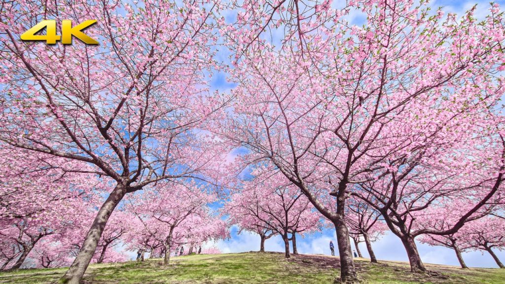 小高い丘を覆いつくす河津桜 / 伊勢崎 河津桜の丘 - Kawazu Sakura in full bloom on a hill at Isesaki forest park (BMPCC6K)