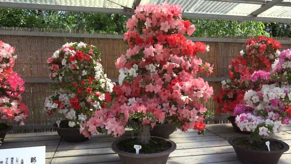 Bonsai Satsuki Show 2017 in Japan 4K Ultra HD Bonsai Satsuki Show 2017 in Japan 4K Ultra HD