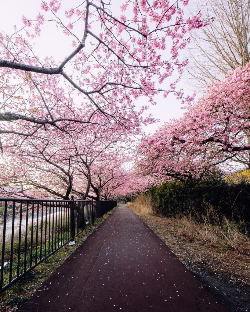 Shizuoka Prefecture, Kawazu | Credit: @tokyo.ig