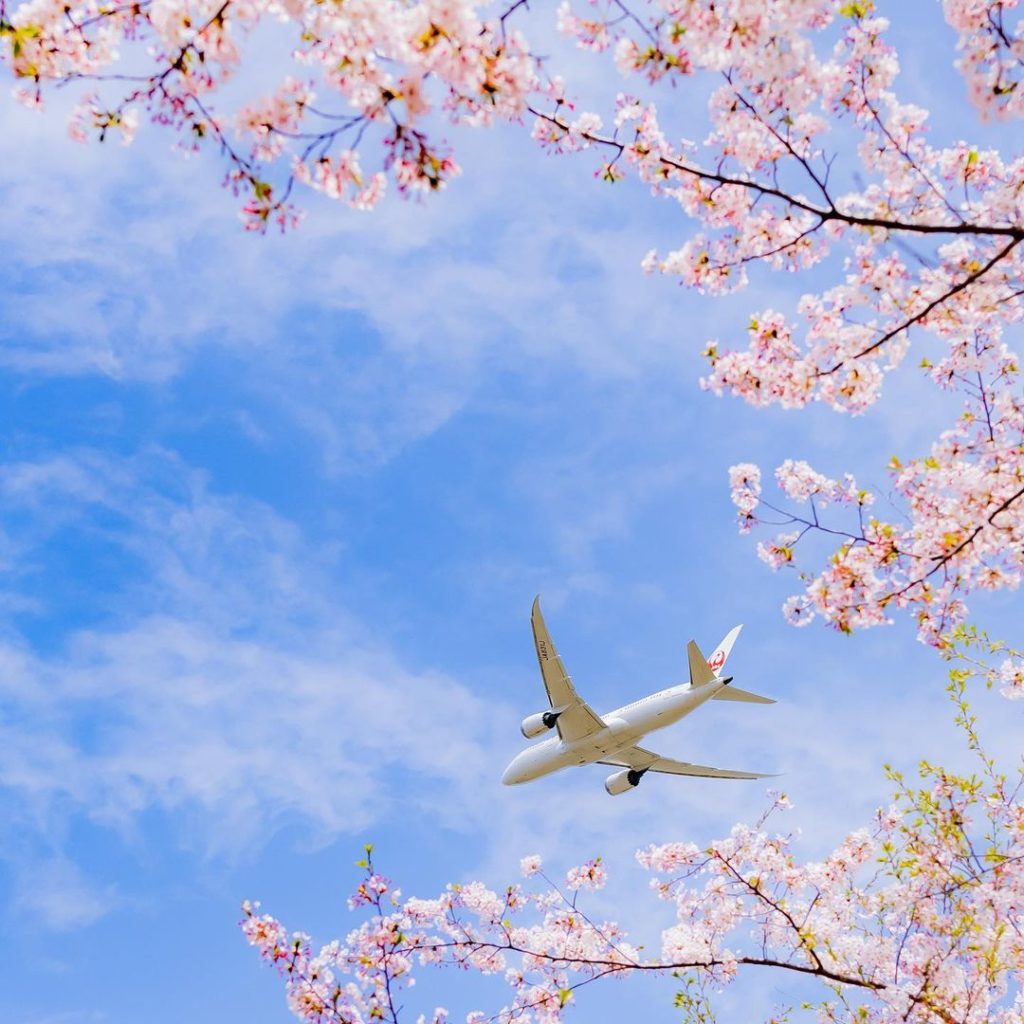 .
桜の額縁とボーイング787 
青空に白い機体が映えるショット
#ChargeUpMarch  A Boeing 787 framed by cherry b...