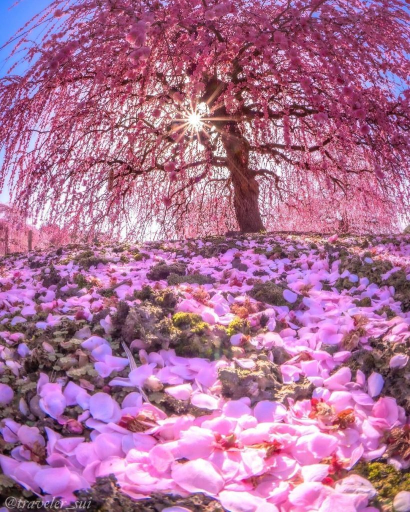 Over 200 plum trees grow in Suzuka Forest Garden, known as Japan’s greatest para...