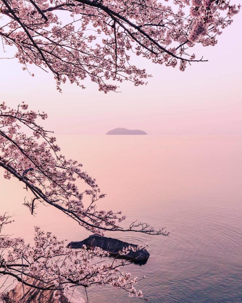 Japan Airline: .
やさしい桜色に染まる、朝焼けの #海津大崎 
早起きして見たい景色
#ChargeUpMarch  The soft cherry blossom pink… .
やさしい桜色に染まる、朝焼けの #海津大崎 
早起きして見たい景色
#ChargeUpMarch  The soft cherry blossom pink...