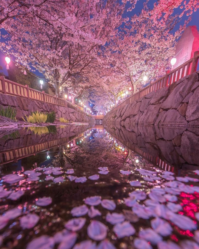 Evening strolls in Takamatsu, Kagawa Prefecture sure are gorgeous during this ti...