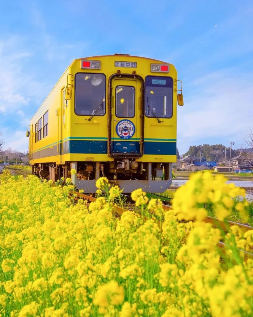 Japan Travel: There’s not much better than clear blue skies and vibrant yellow flowers to welc… There's not much better than clear blue skies and vibrant yellow flowers to welc...