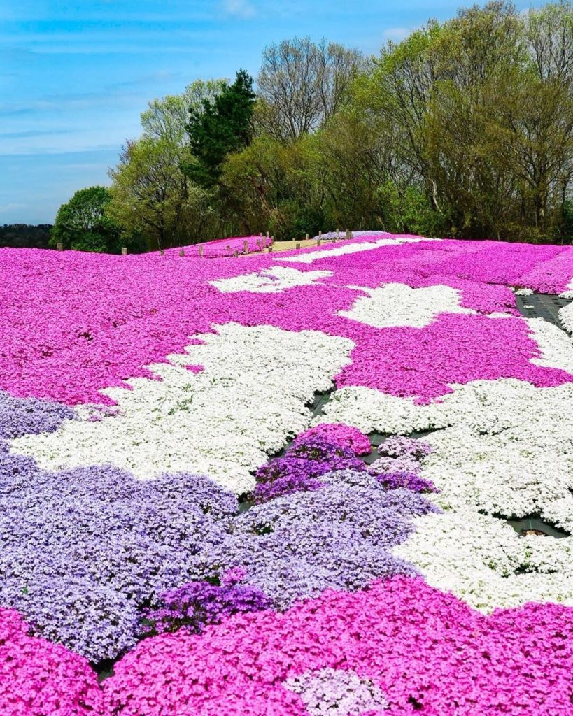 Isn't this a splendid natural carpet? 
Covering the ground at Flower Village Kam...