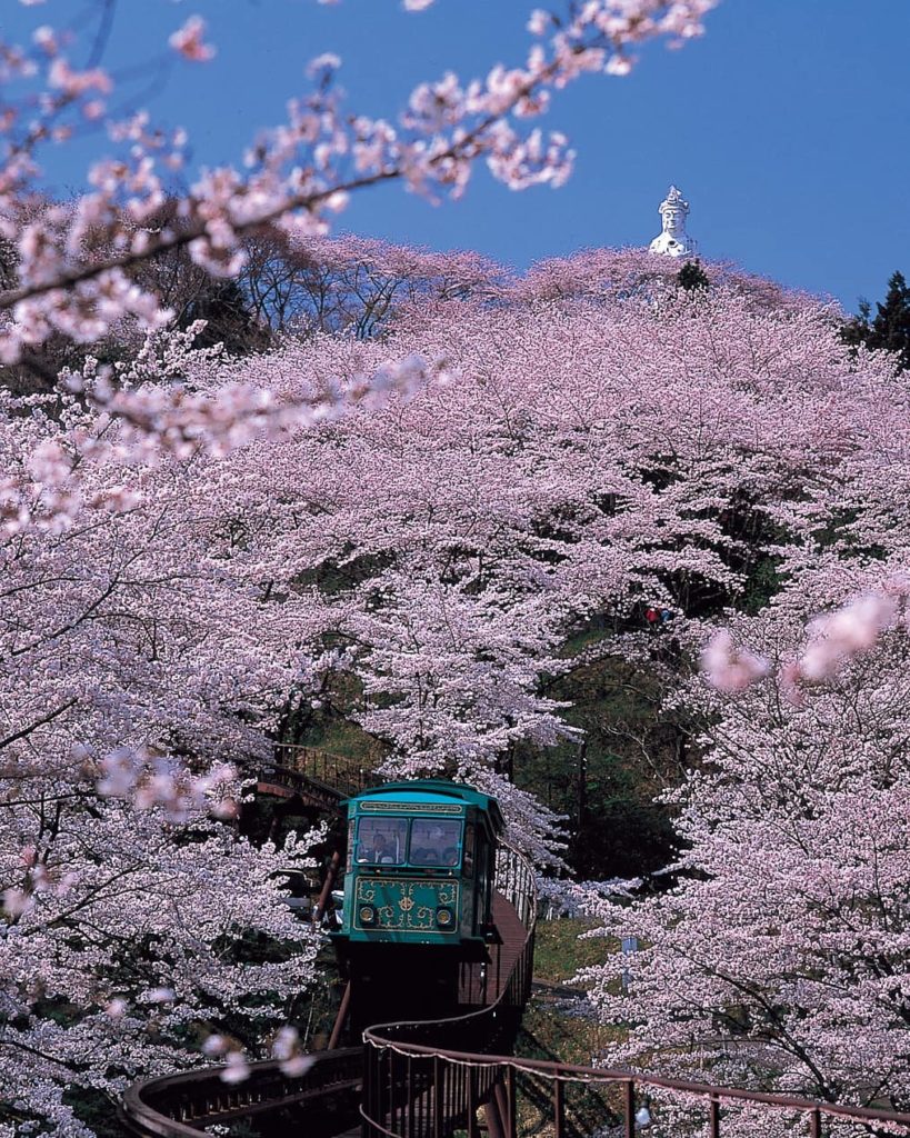 Visit Japan: Cherry blossoms on the go?  Take a ride on Funaoka Castle Park’s iconic slope ca… Cherry blossoms on the go?  Take a ride on Funaoka Castle Park's iconic slope ca...