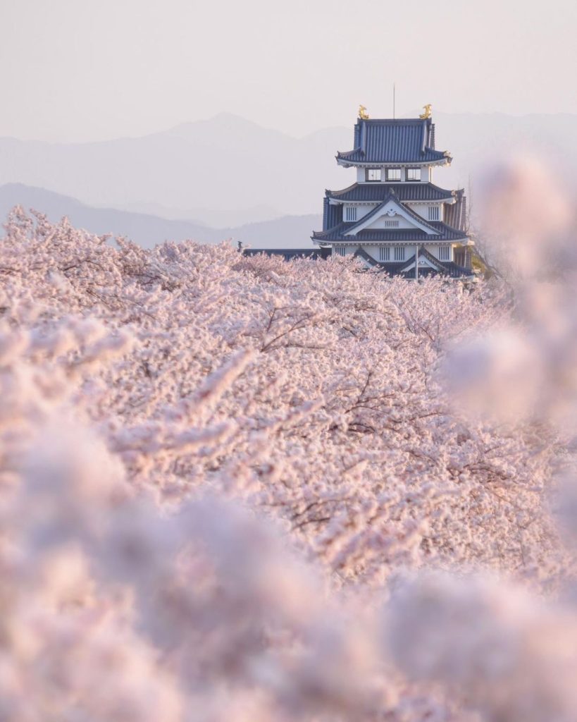 Japan Airline: .
桜の海に浮いているかのような #墨俣一夜城
約800本の桜並木は圧巻です
#ChargeUpMarch Sunomata Castle, as if f… .
桜の海に浮いているかのような #墨俣一夜城
約800本の桜並木は圧巻です
#ChargeUpMarch Sunomata Castle, as if f...