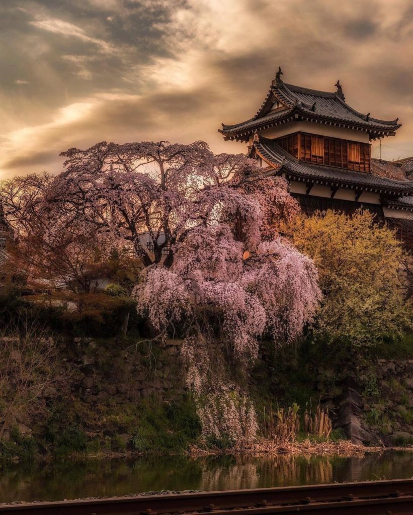 The weeping cherry blossom trees of Koriyama Castle drape down low over the cast...