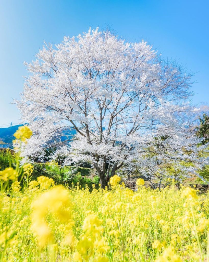 .
日本三大桜の一つ #淡墨桜 と菜の花のコラボレーション
神奈川県秦野市の絶景スポットです
#ChargeUpMarch  Collaboration of ...
