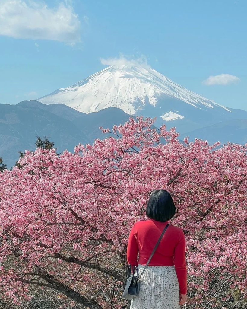 Some recent sakura inspiration from @hellodianasaridewiii   

● Matsuda Cherry B...