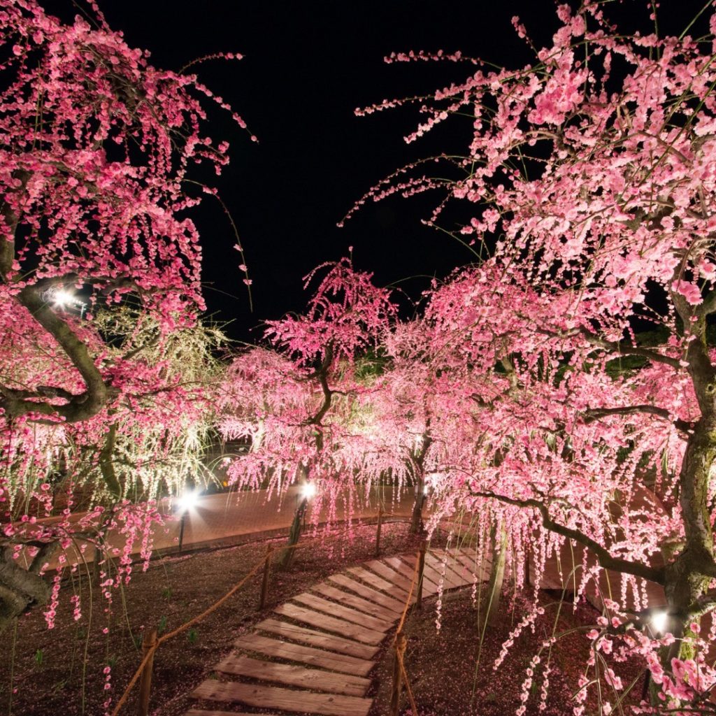 What do you get when you combine glittering lights and a flower park?  Well, yo...