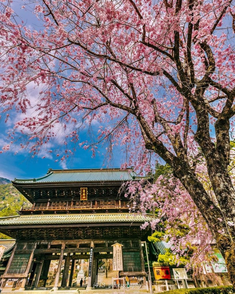 Visit Japan: Isn’t the view of cherry blossoms and the temple gate spectacular?
The cherry b… Isn't the view of cherry blossoms and the temple gate spectacular?
The cherry b...