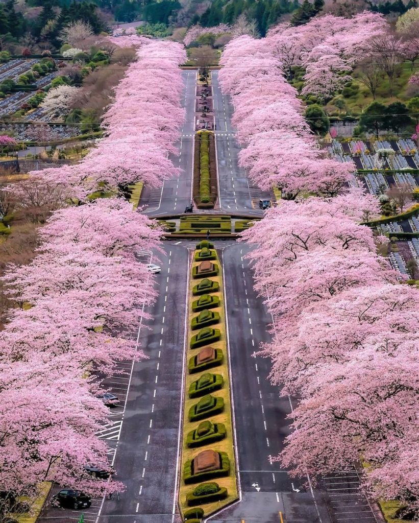 Visit Japan: In Japan, cherry blossoms carry the meaning of life’s impermanence The blossoms… In Japan, cherry blossoms carry the meaning of life’s impermanence The blossoms...